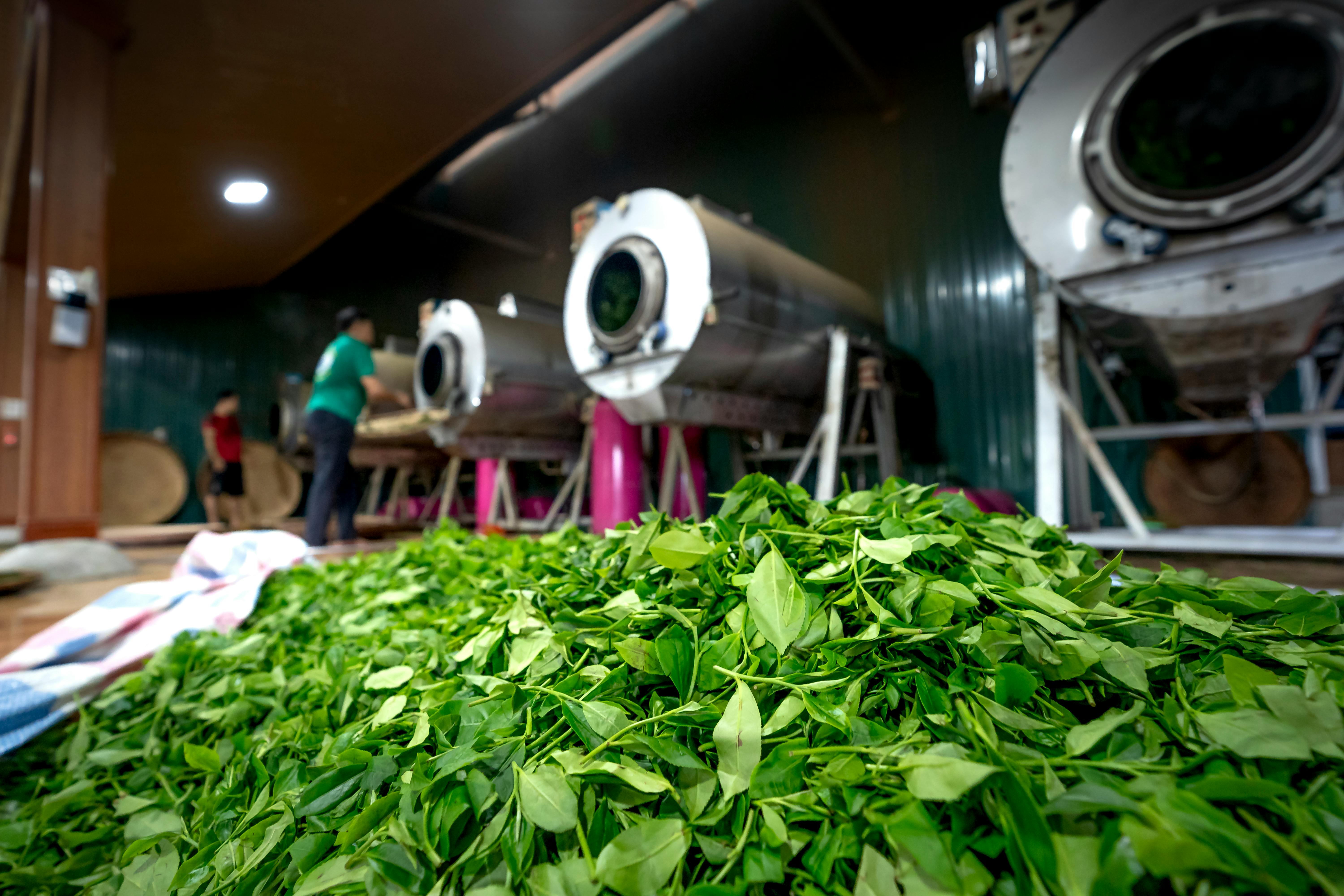 Tea Factory In Rivers State Local Teas - Story